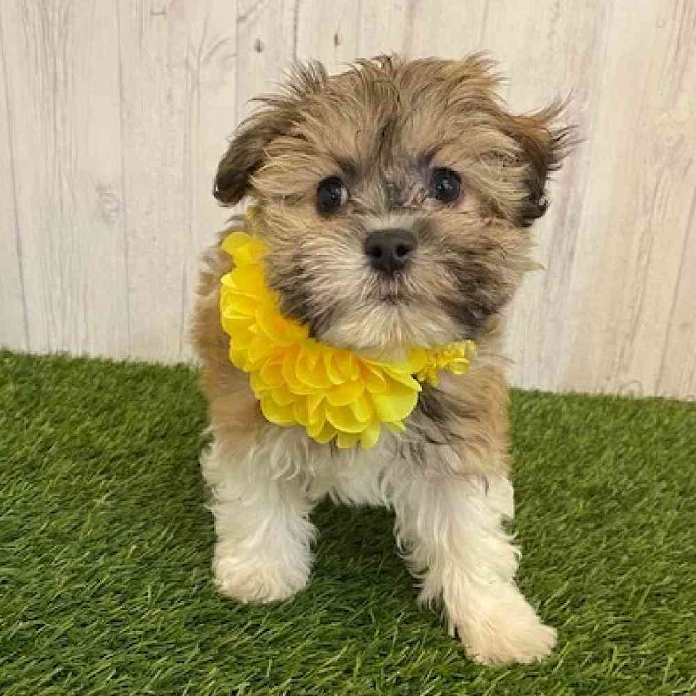 Female Hava-Chon Puppy for sale