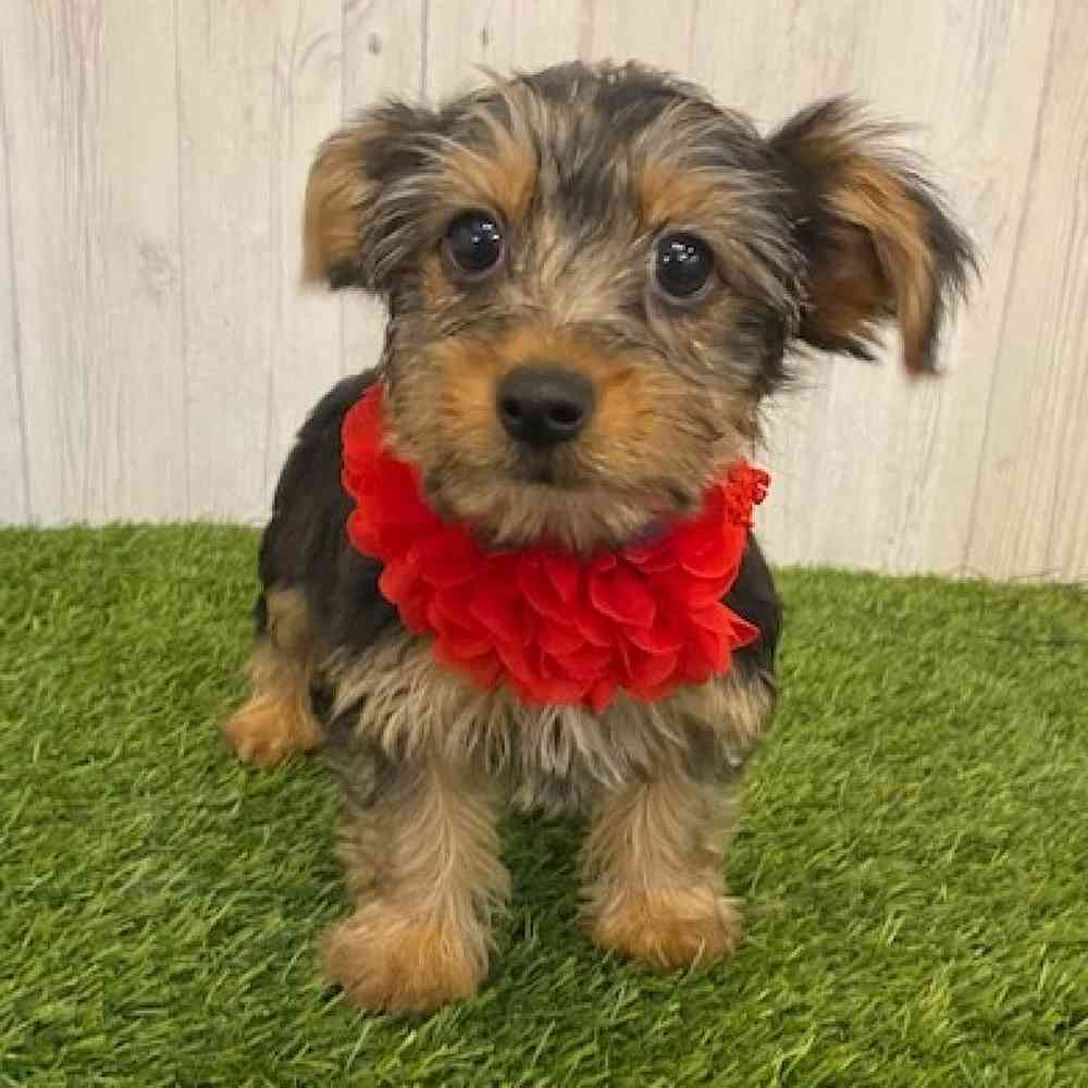 Female Yorkshire Terrier Puppy for sale