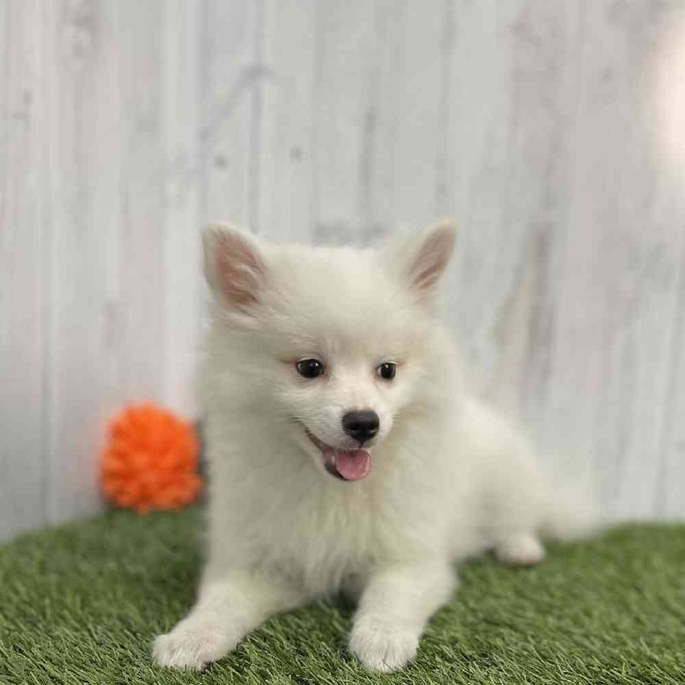 Female American Eskimo Puppy for sale