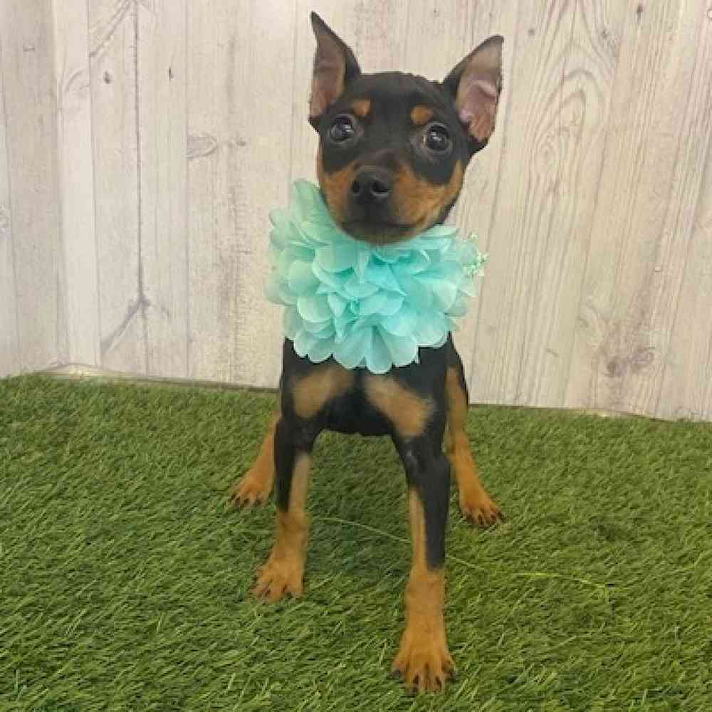 Female Min Pin Puppy for Sale in Saugus, MA