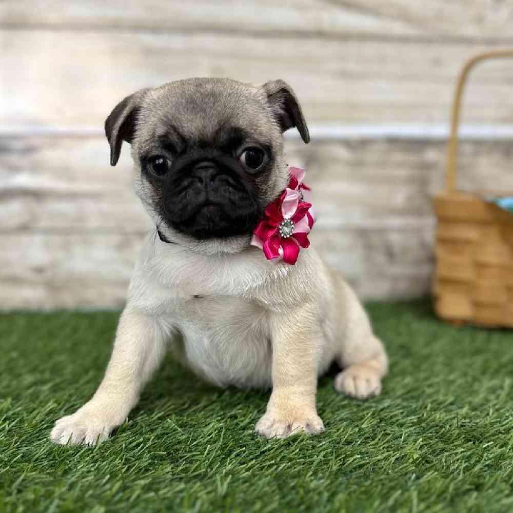 Female Pug Puppy for Sale in Saugus, MA