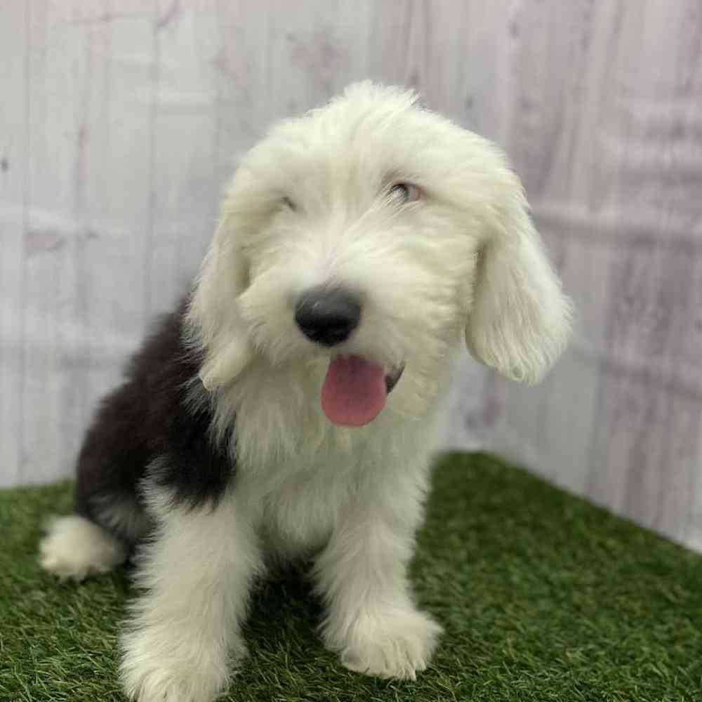 Male Old English Sheepdog Puppy for Sale in Braintree, MA