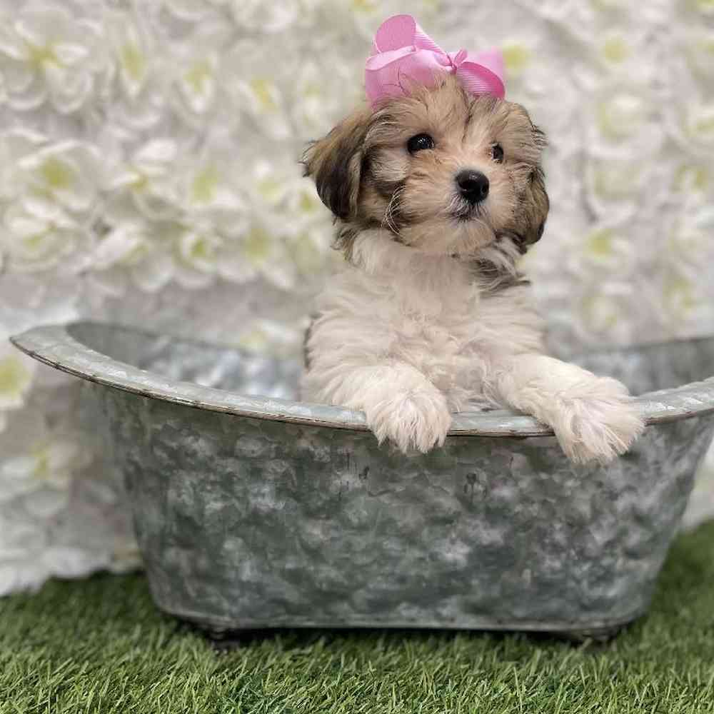 Female Hava-Chon Puppy for Sale in Braintree, MA
