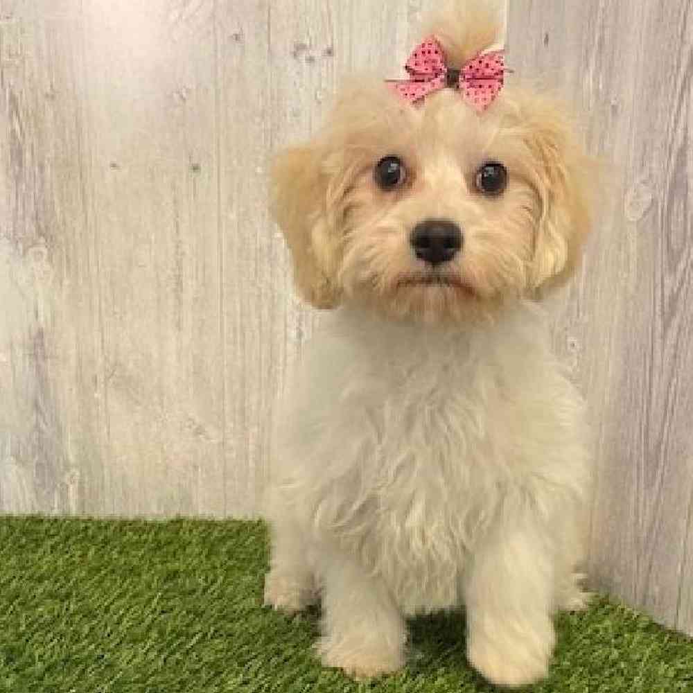 Female Cavachon Puppy for sale