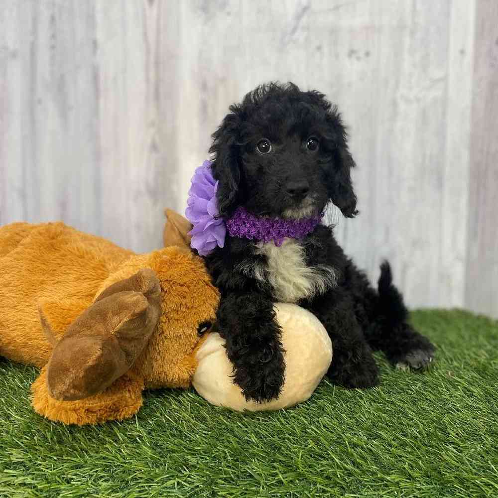 Female Mini Goldendoodle 2nd Gen Puppy for Sale in Saugus, MA