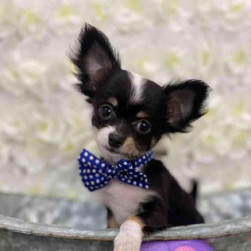 Male Chihuahua Puppy for Sale in Braintree, MA