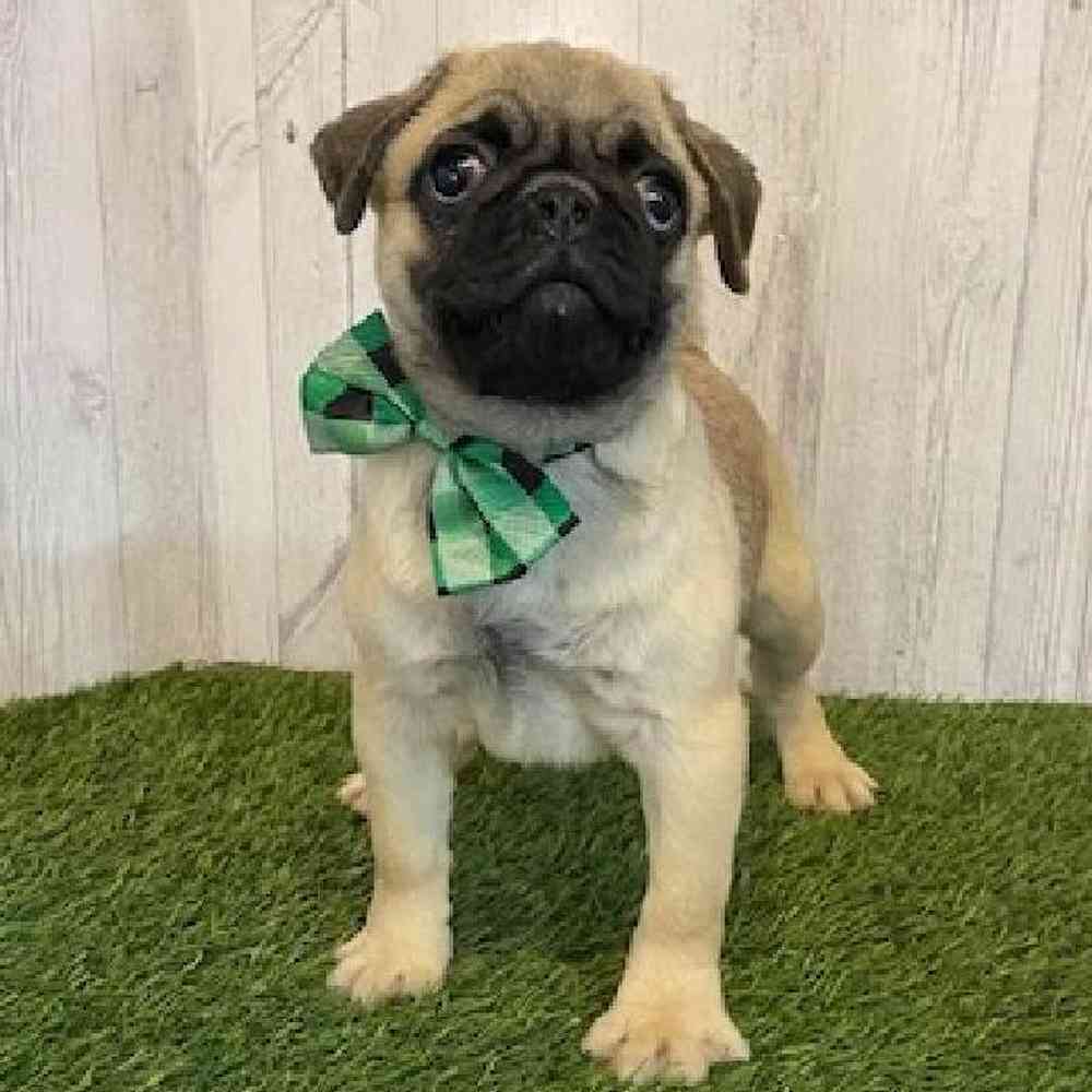 Male Pug Puppy for Sale in Saugus, MA