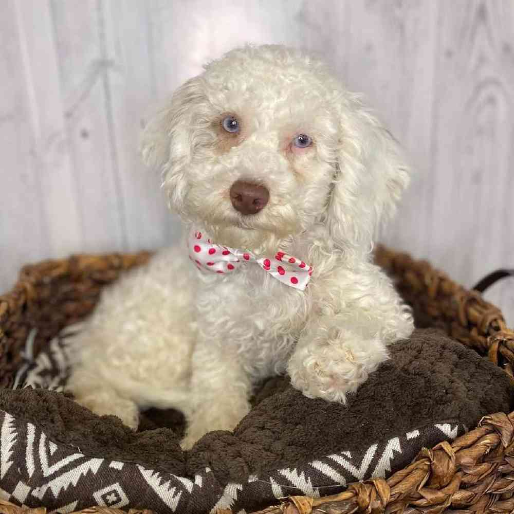 Male Cockapoo Puppy for Sale in Saugus, MA