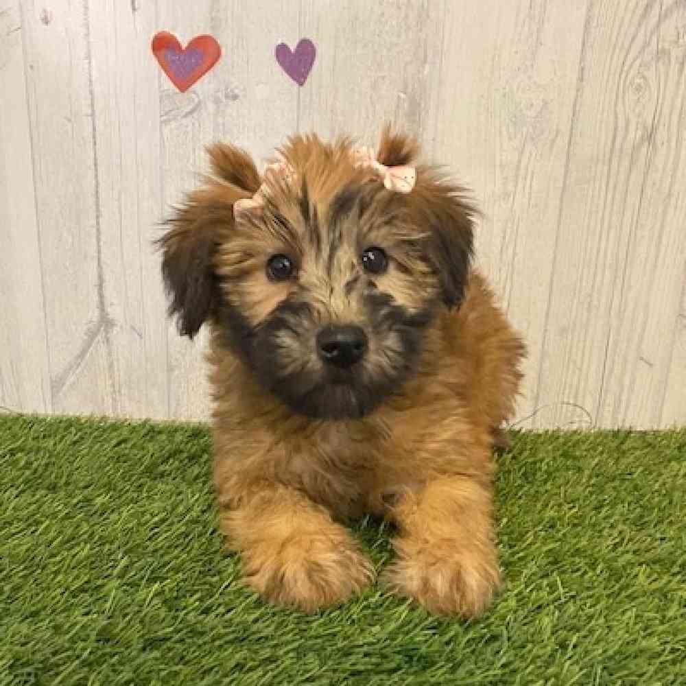Female Soft Coated Wheaten Terrier Puppy for sale