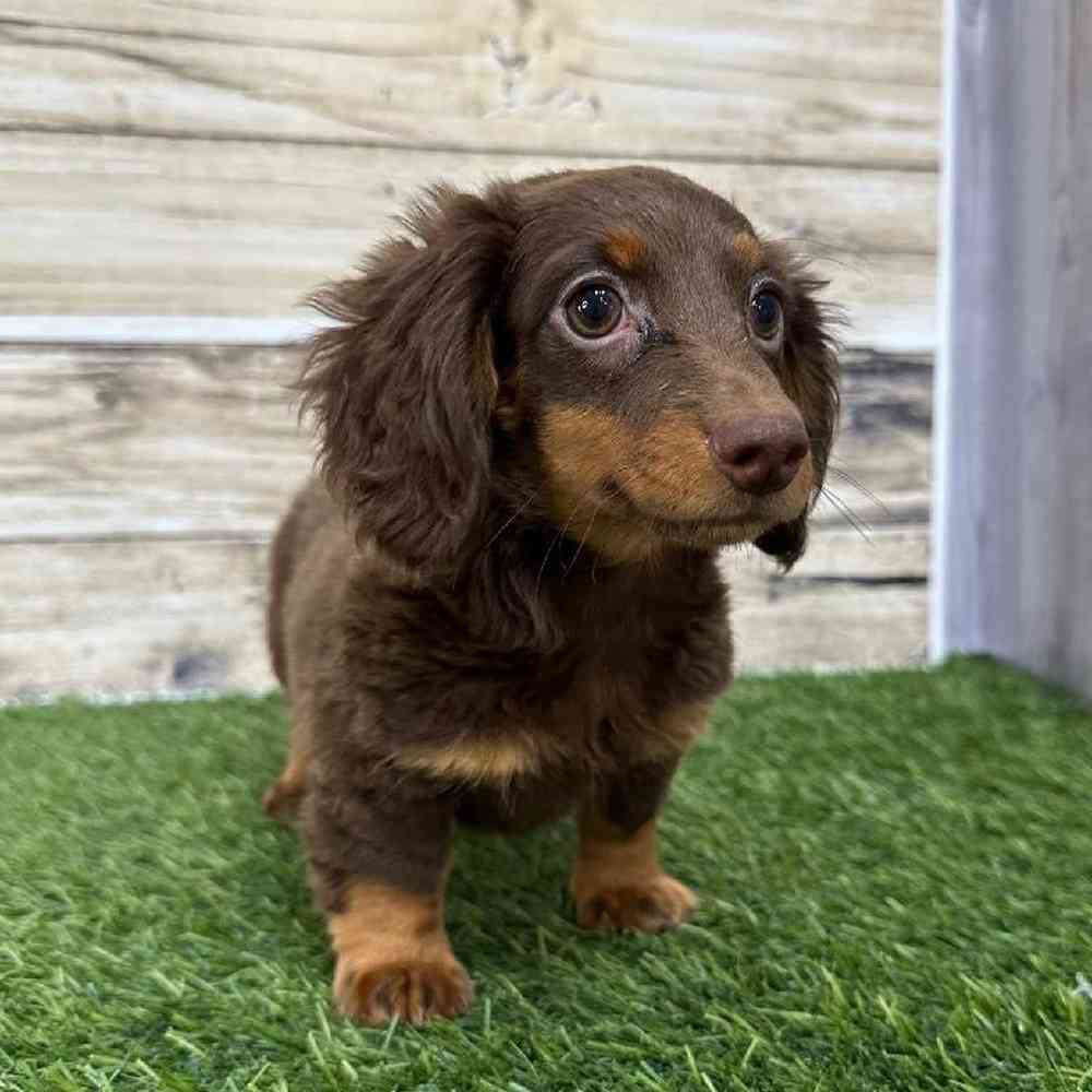 Female Dachshund Puppy for Sale in Saugus, MA