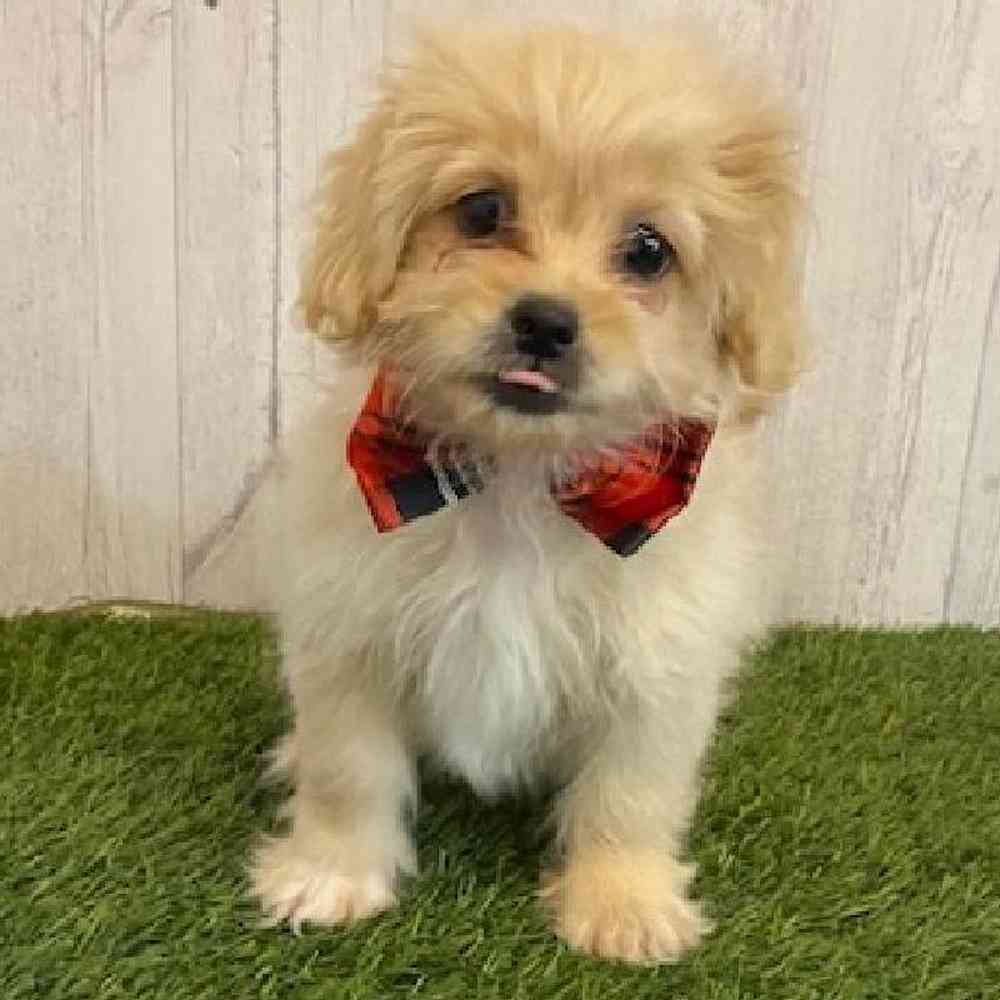 Male Peke A Poo Puppy for Sale in Saugus, MA