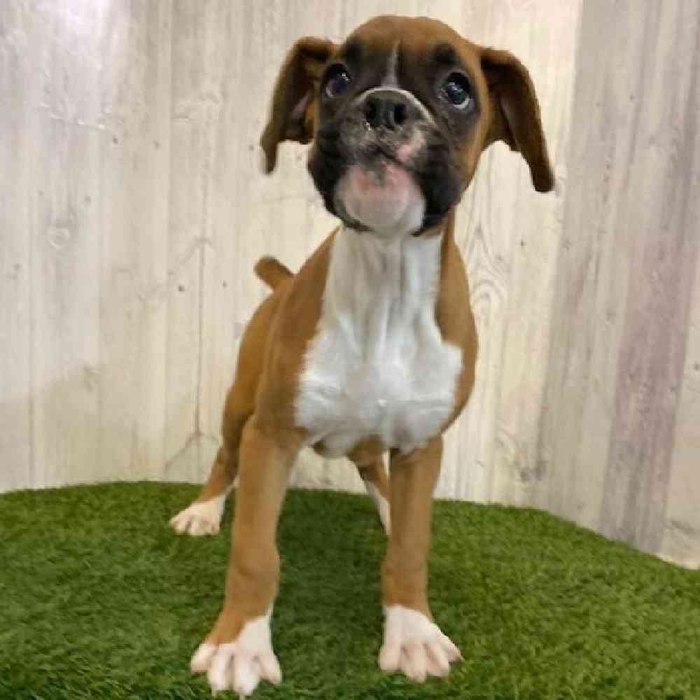 Male Boxer Puppy for sale