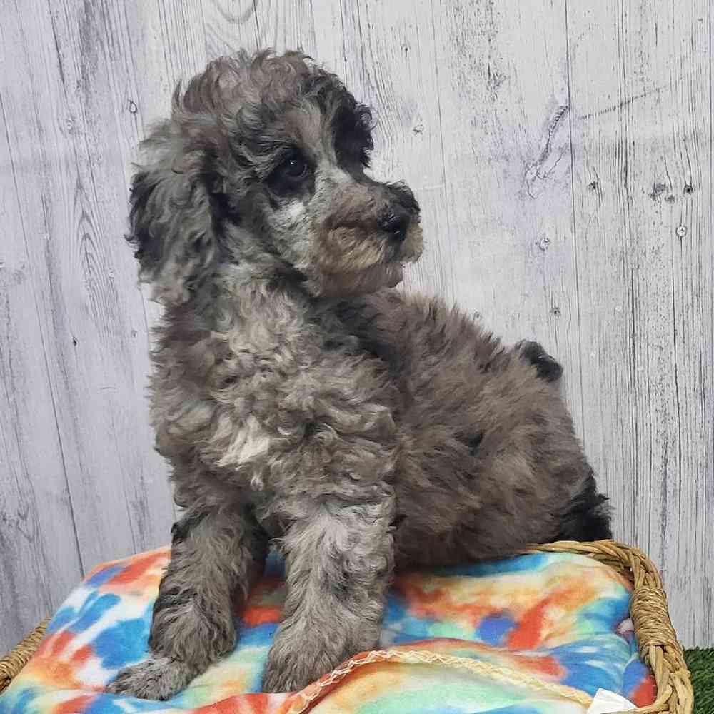 Male Poodle Moyen (Medium) Puppy for Sale in Saugus, MA
