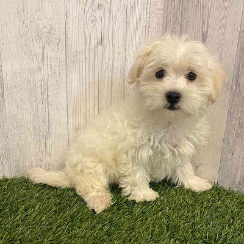 Male Hava-Chon Puppy for sale