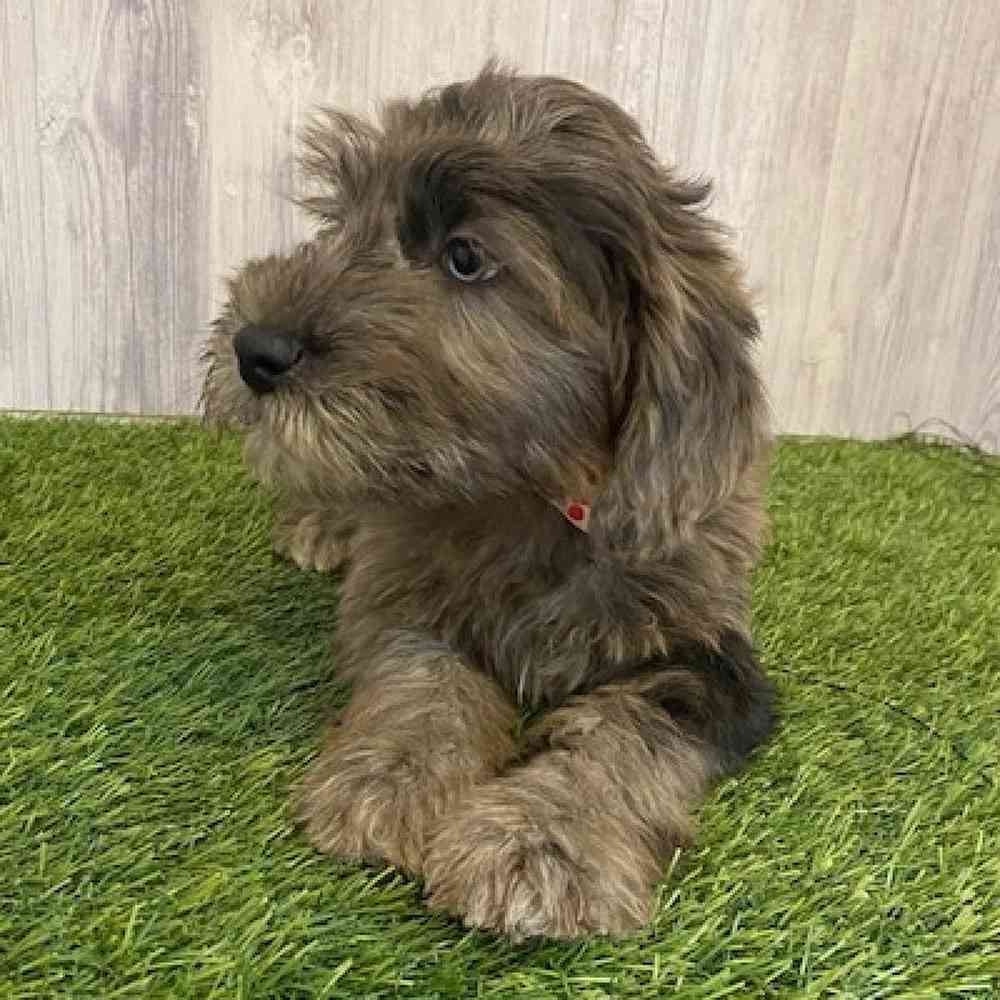 Male Mini Whoodle Puppy for sale