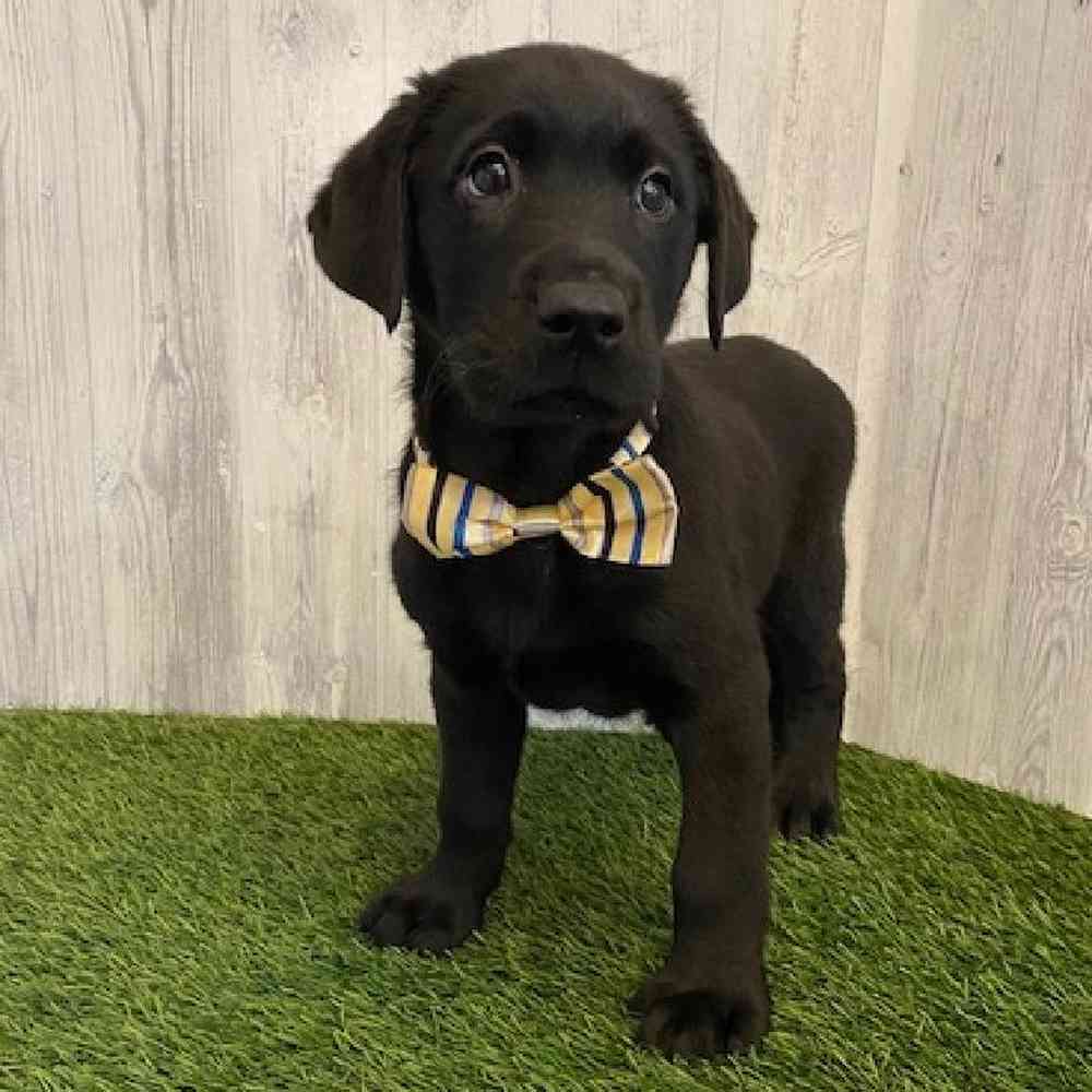 Male Labrador Retriever Puppy for sale