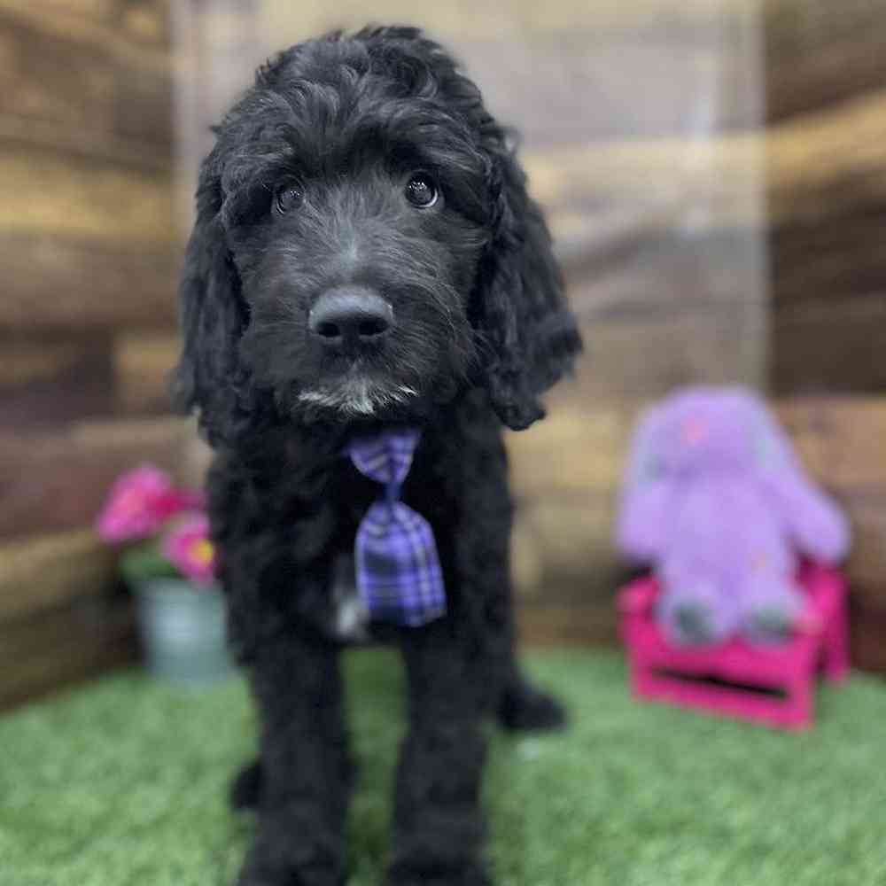 Male Goldendoodle Puppy for Sale in Braintree, MA
