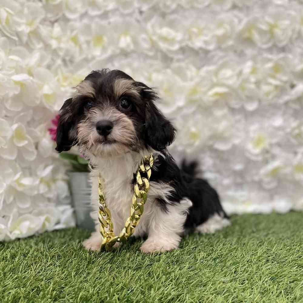 Male Hava-Chon Puppy for Sale in Braintree, MA