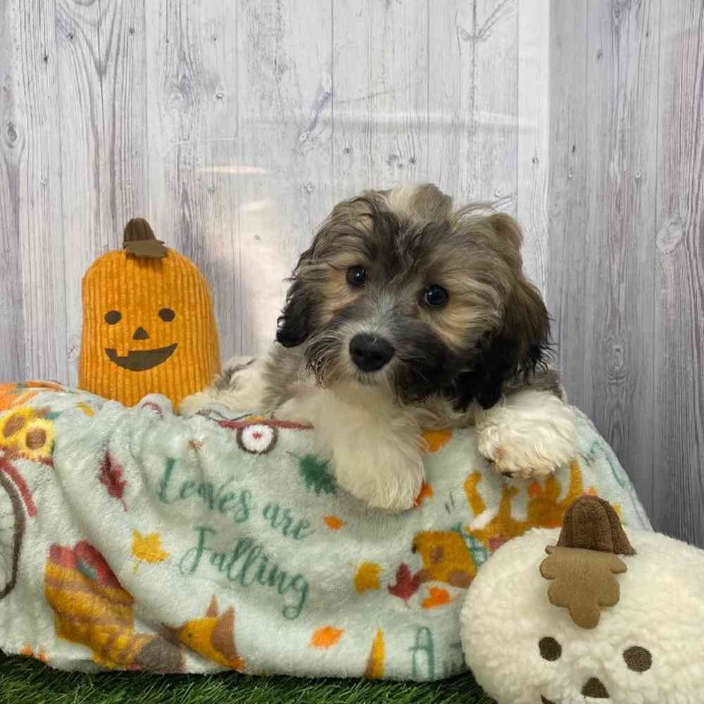 Male Hava-Chon Puppy for Sale in Saugus, MA