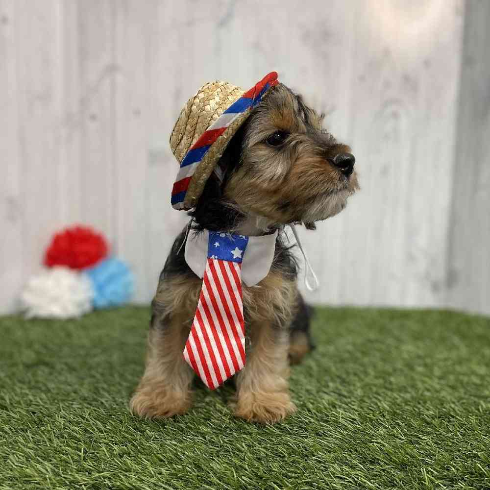 Male Dorkie Puppy for sale