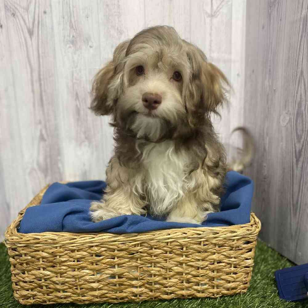 Male Havanese Puppy for Sale in Saugus, MA