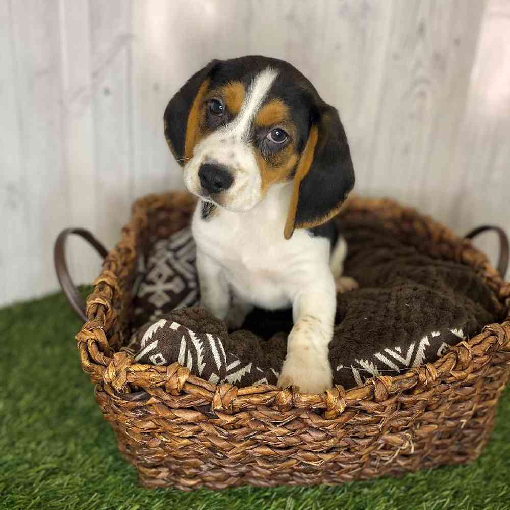 Male Beagle Puppy for Sale in Saugus, MA