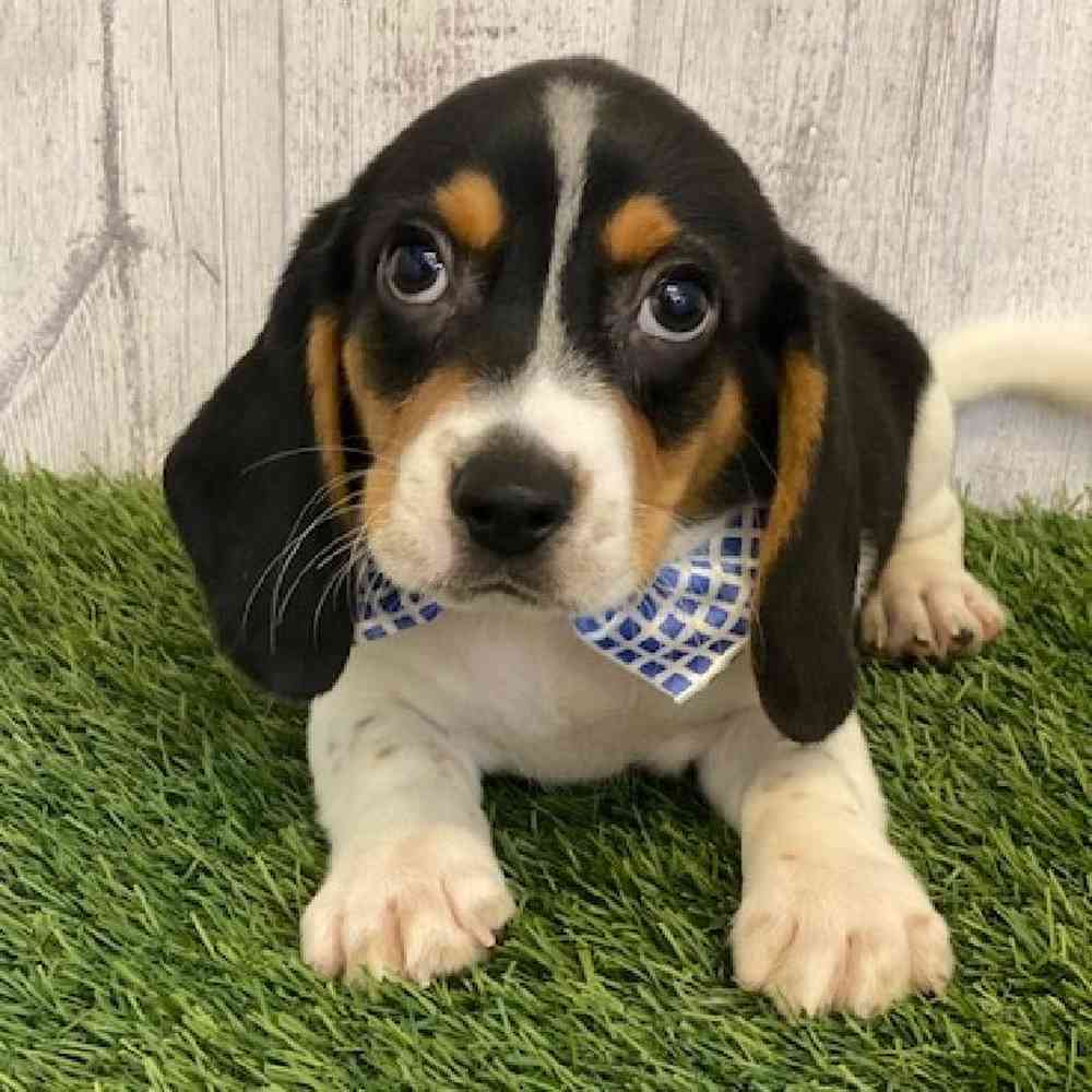 Male Beagle Puppy for sale