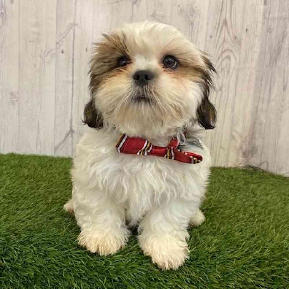 Male Lhasa- Tzu Puppy for sale