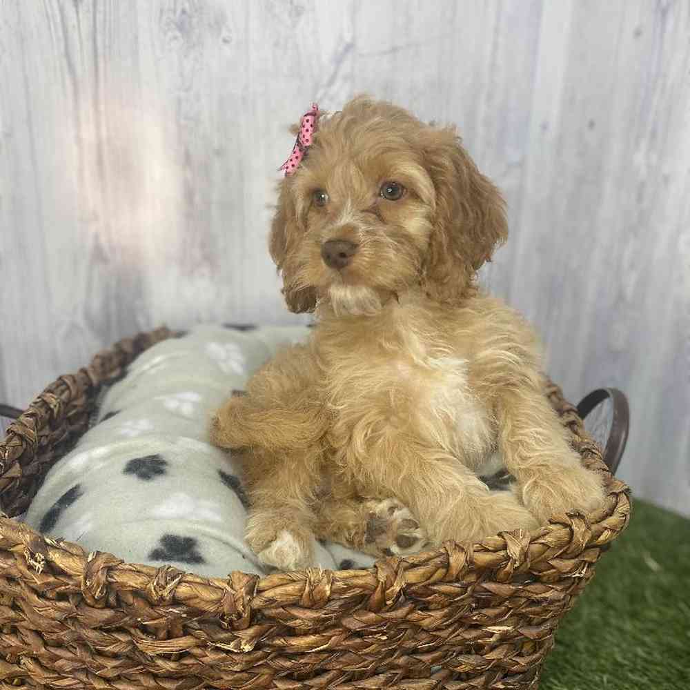 Female Cockapoo Puppy for Sale in Saugus, MA