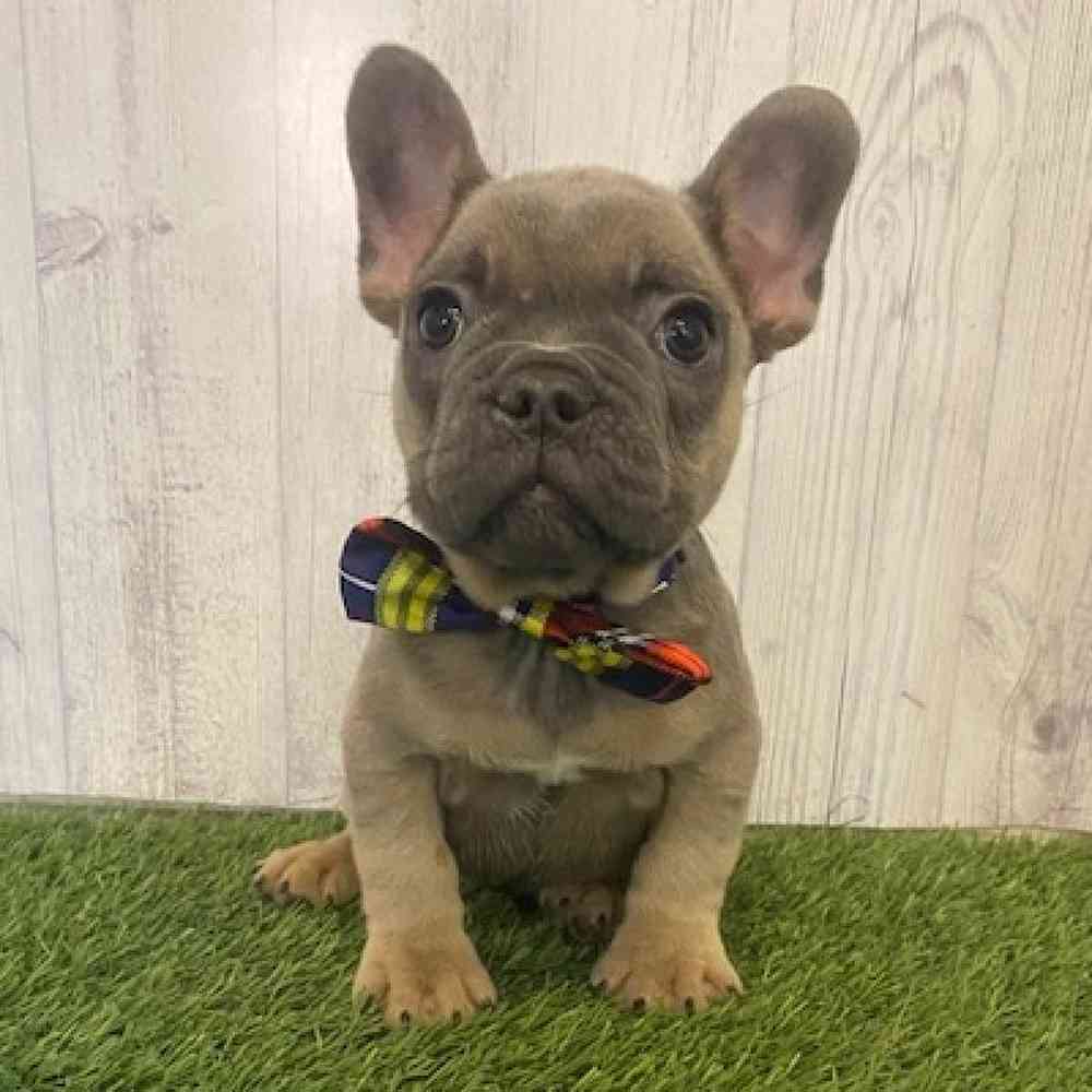 Male French Bulldog Puppy for Sale in Saugus, MA