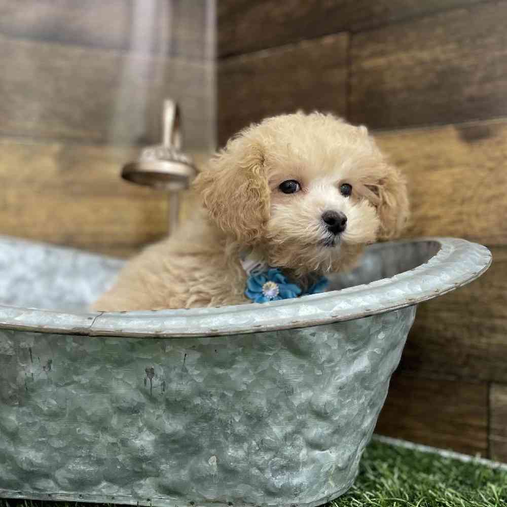 Female Poodle Toy Puppy for Sale in Braintree, MA