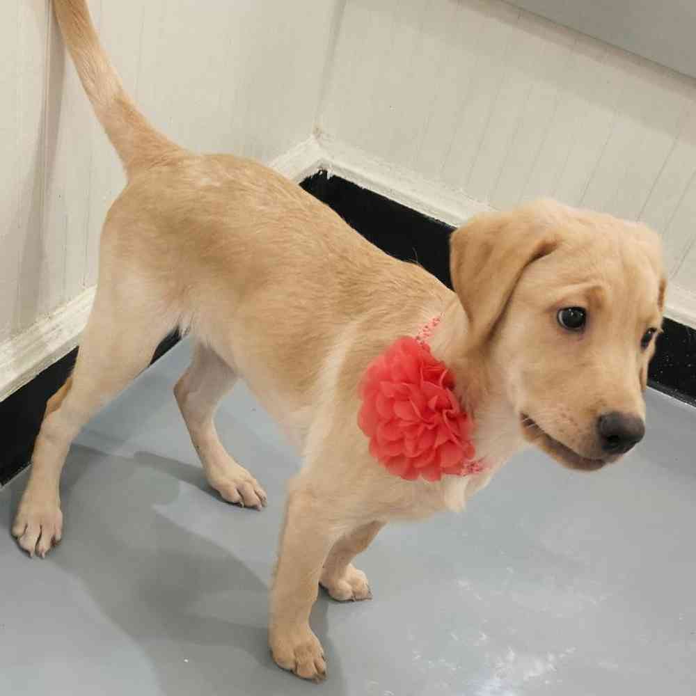 Female Labrador Retriever Puppy for sale