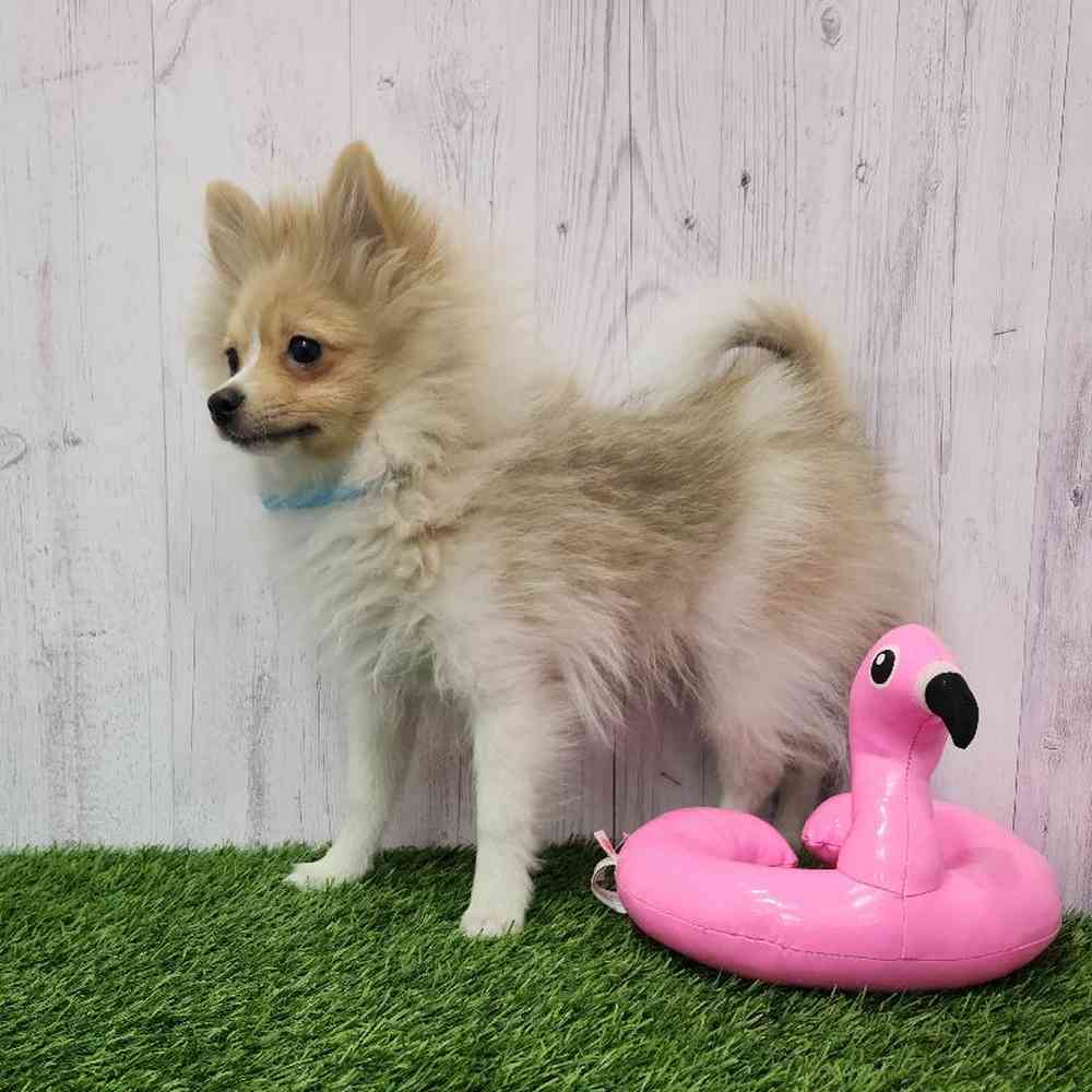 Male Pomeranian Puppy for Sale in Braintree, MA