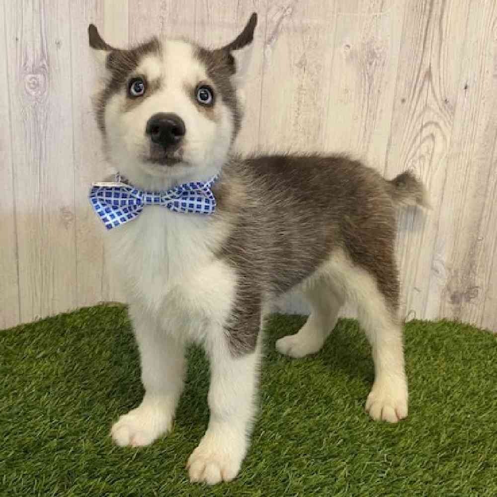 Male Siberian Husky Puppy for Sale in Saugus, MA