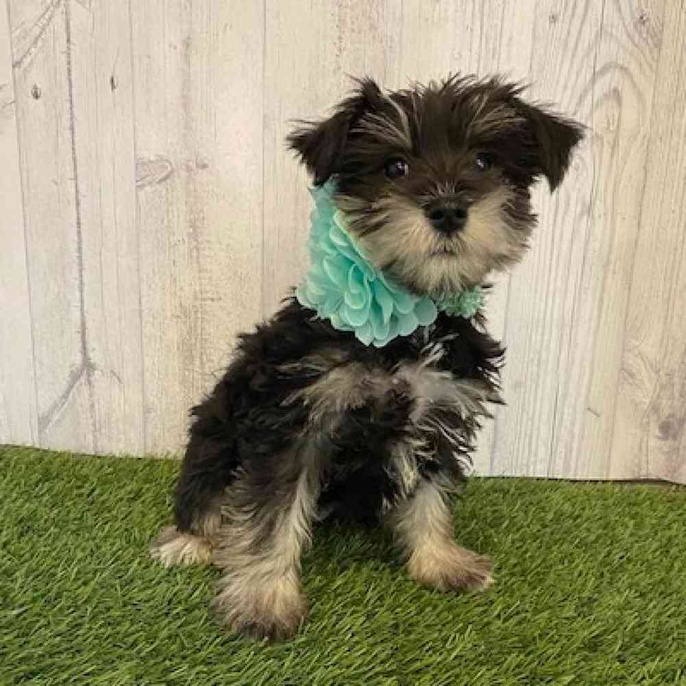 Female Miniature Schnauzer Puppy for Sale in Saugus, MA