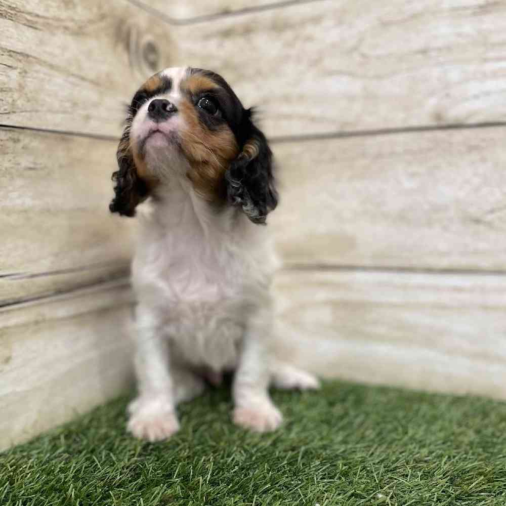 Male Cavalier King Charles Spaniel Puppy for Sale in Braintree, MA