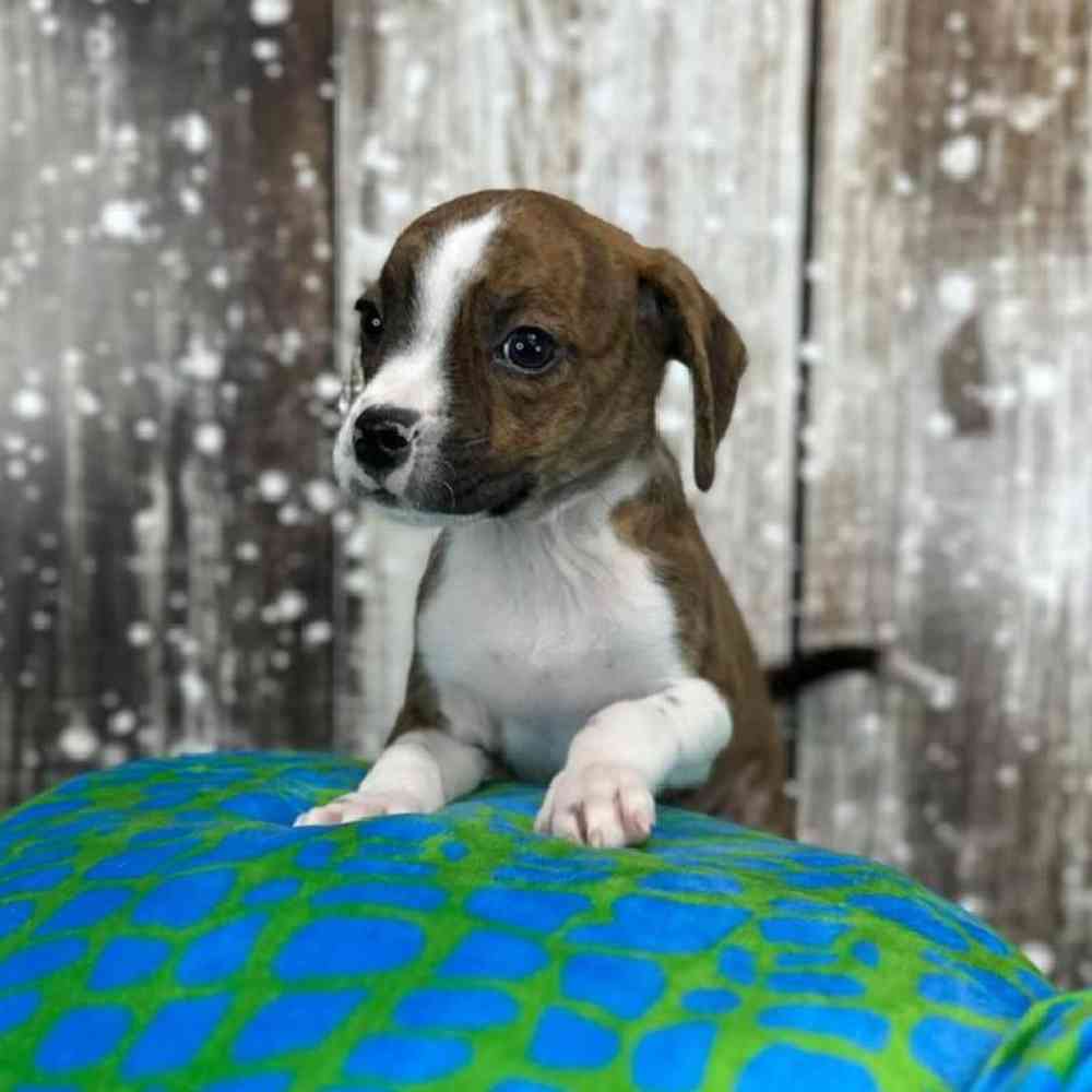 Male Boglen Terrier Puppy for Sale in Saugus, MA