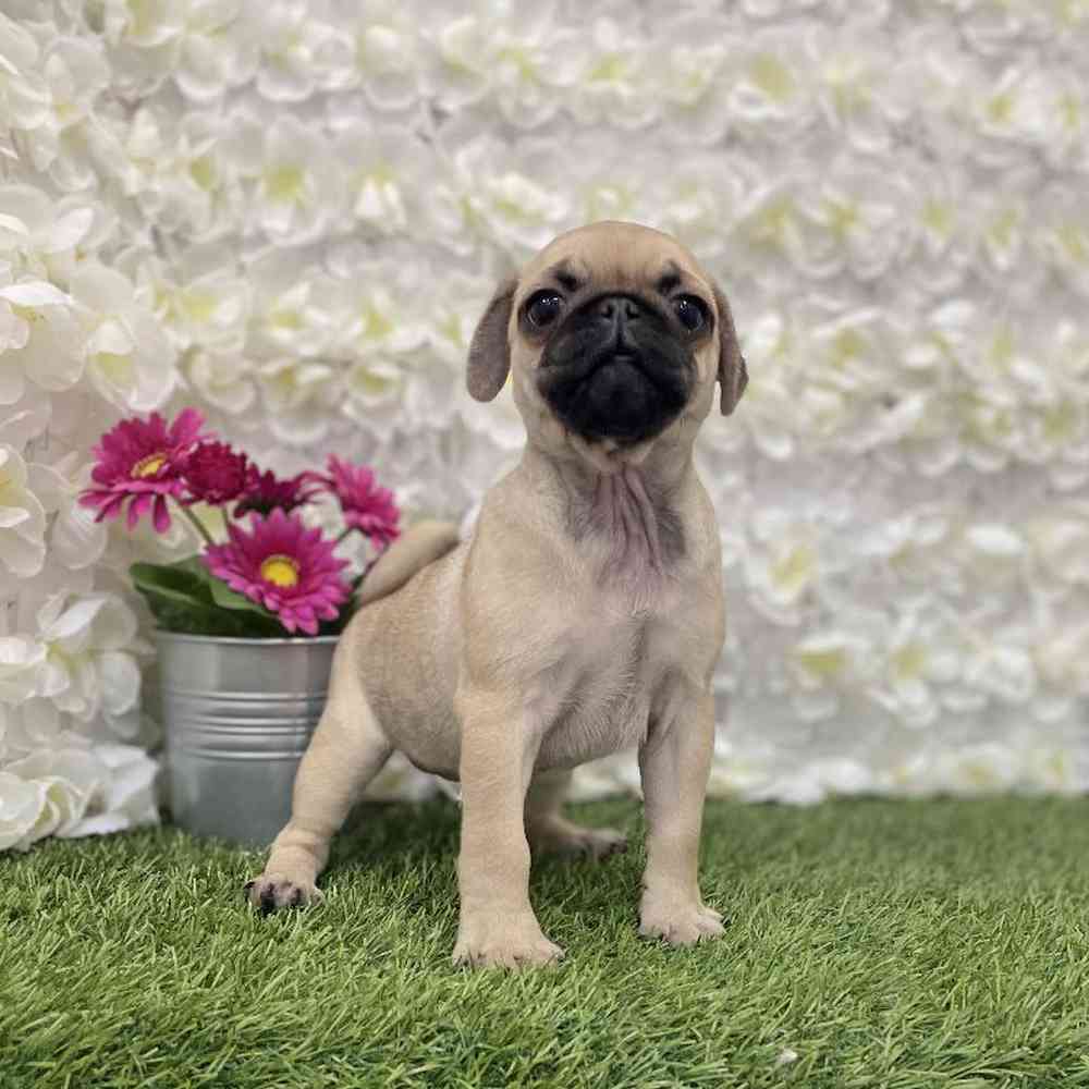 Female Pug Puppy for Sale in Braintree, MA