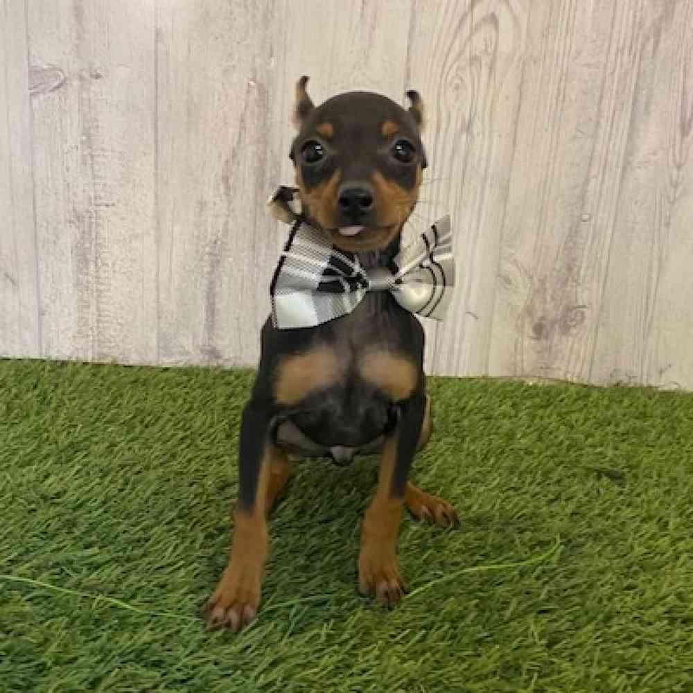 Male Min Pin Puppy for Sale in Saugus, MA