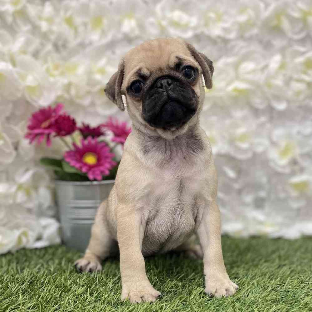 Female Pug Puppy for Sale in Braintree, MA