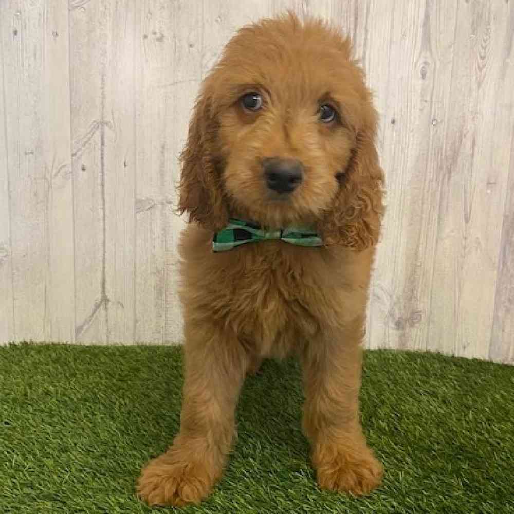 Male Goldendoodle Puppy for sale