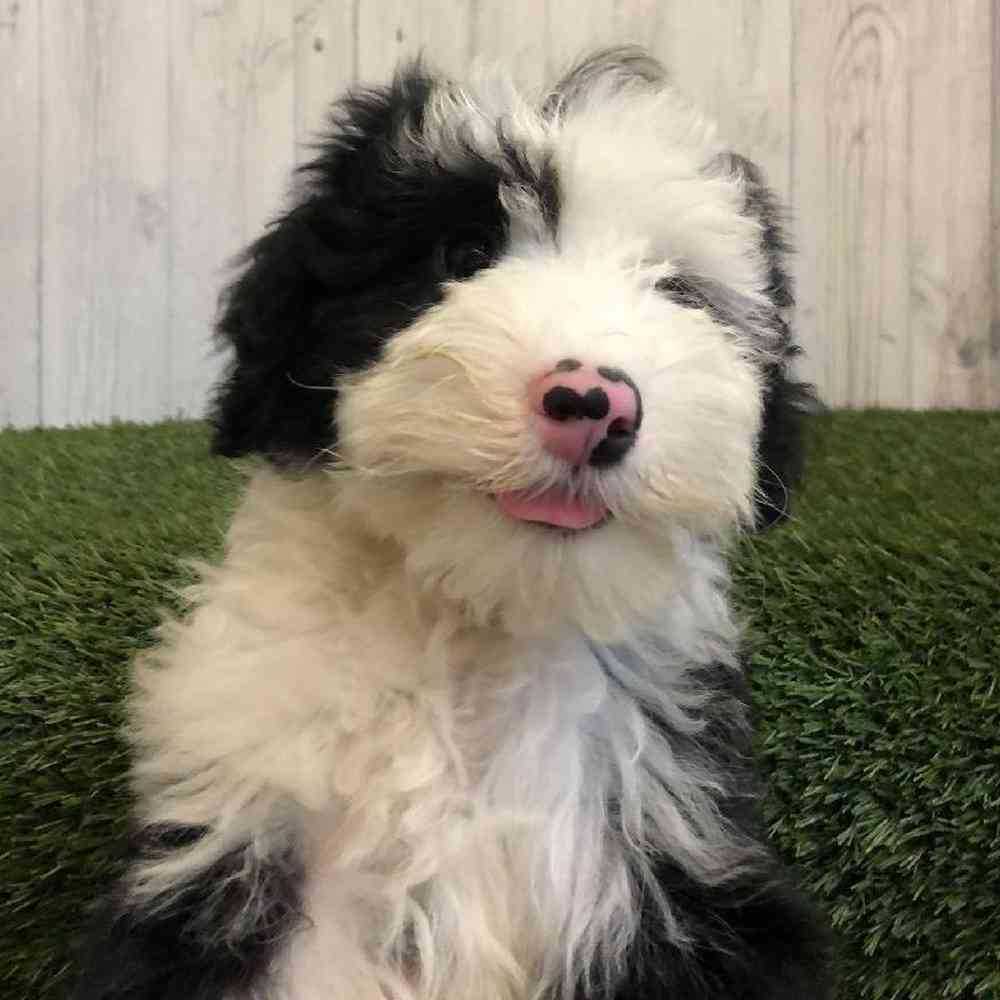 Male Mini Sheepadoodle Puppy for sale