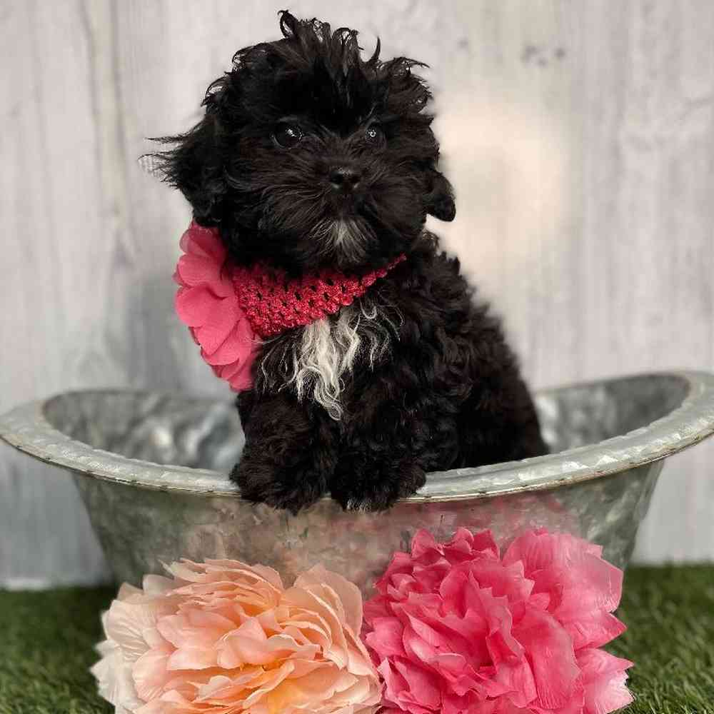 Female Shih-Poo Puppy for sale