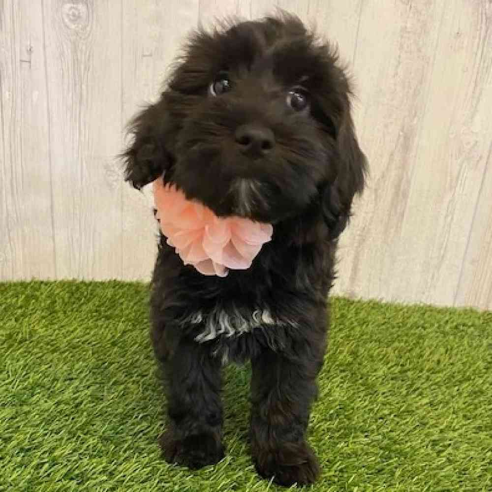 Female Mini Whoodle Puppy for sale