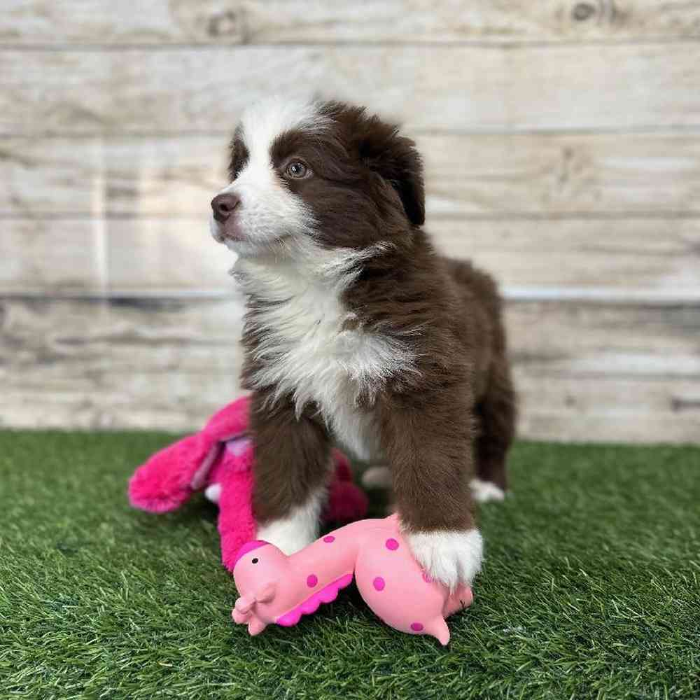 Female Miniature Australian Shepherd Puppy for Sale in Saugus, MA