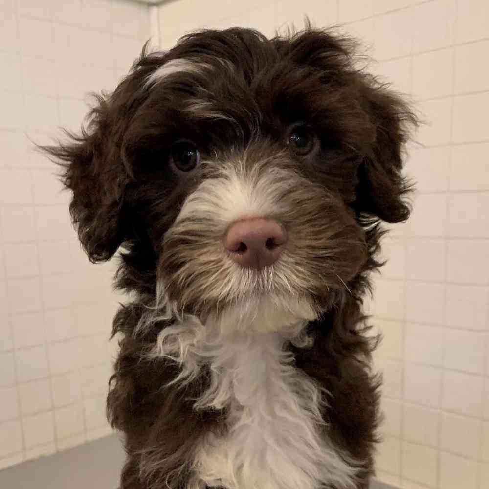 Male Portuguese Water Dog Puppy for sale