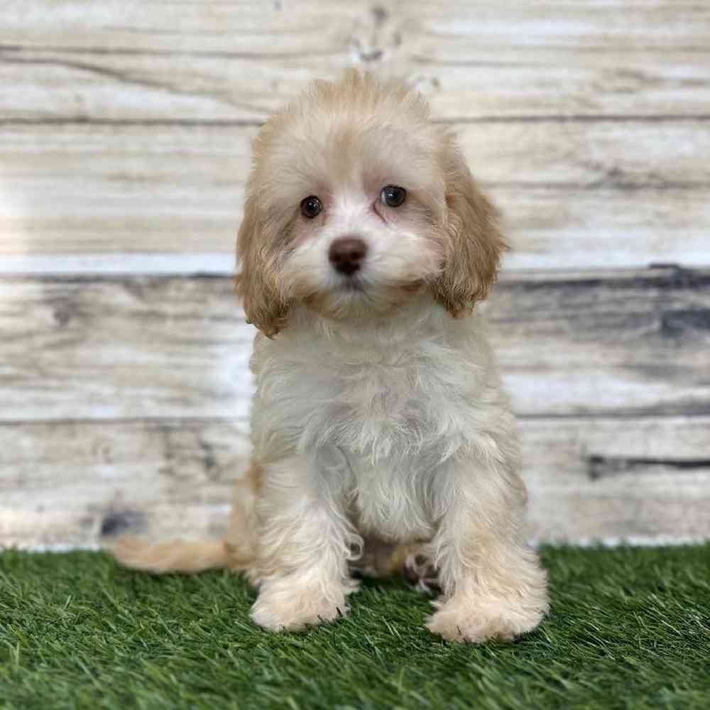 Female Cockapoo 2nd Gen Puppy for Sale in Saugus, MA