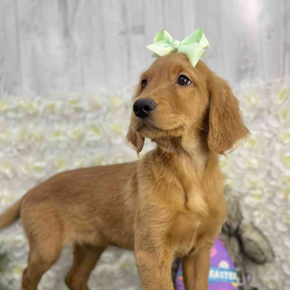 Female Golden Retriever Puppy for Sale in Braintree, MA