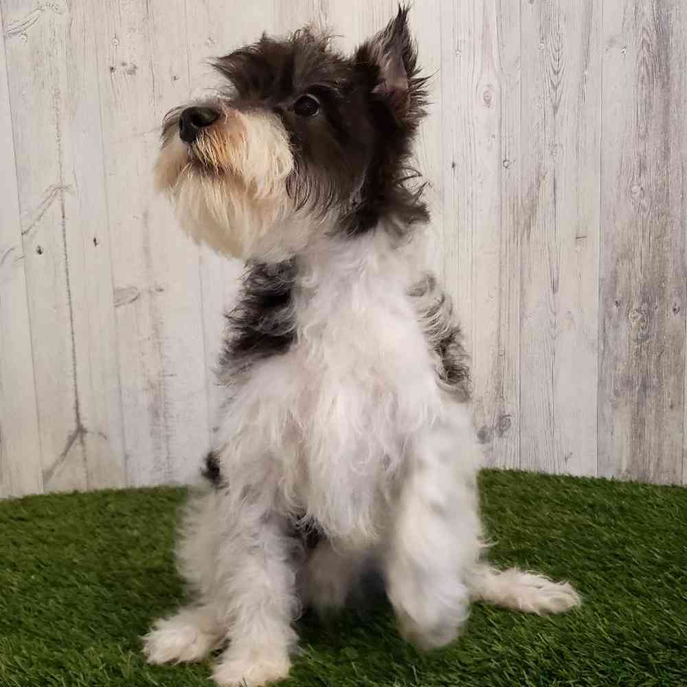 Male Miniature Schnauzer Puppy for sale