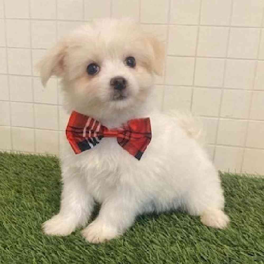 Male Coton De Tulear Puppy for sale
